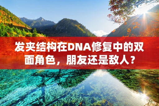发夹结构在DNA修复中的双面角色，朋友还是敌人？