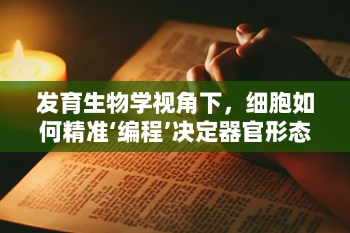 发育生物学视角下，细胞如何精准‘编程’决定器官形态？