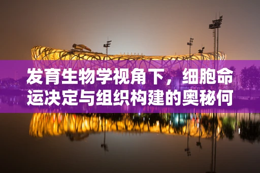 发育生物学视角下，细胞命运决定与组织构建的奥秘何在？