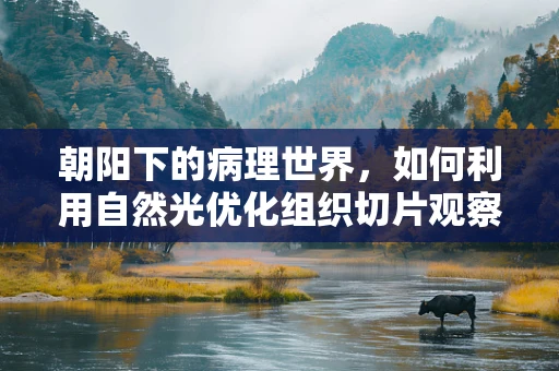 朝阳下的病理世界，如何利用自然光优化组织切片观察？