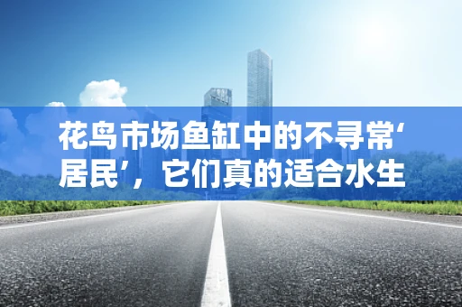花鸟市场鱼缸中的不寻常‘居民’，它们真的适合水生环境吗？