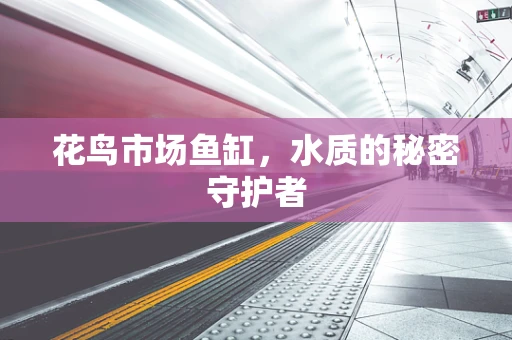 花鸟市场鱼缸，水质的秘密守护者