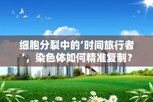 细胞分裂中的‘时间旅行者’，染色体如何精准复制？