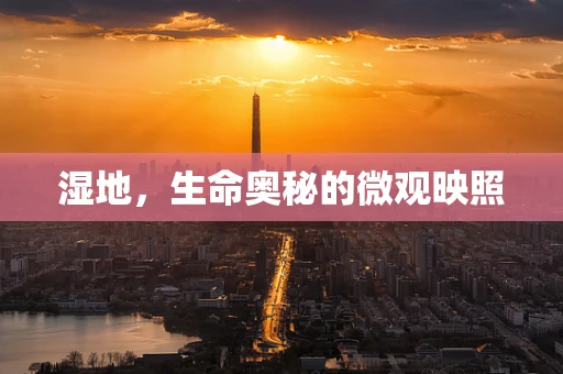 湿地，生命奥秘的微观映照