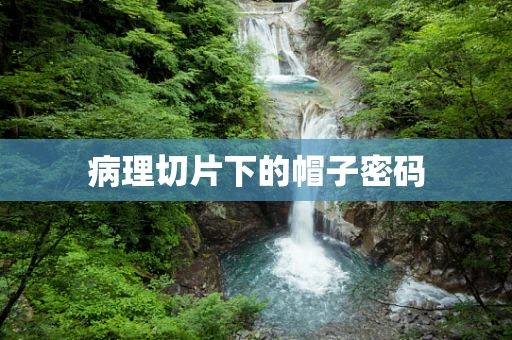 病理切片下的帽子密码