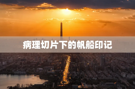 病理切片下的帆船印记