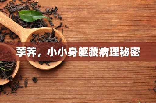 荸荠，小小身躯藏病理秘密