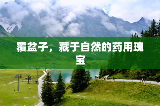 覆盆子，藏于自然的药用瑰宝